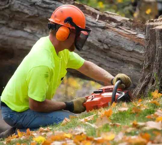 tree services Sabina